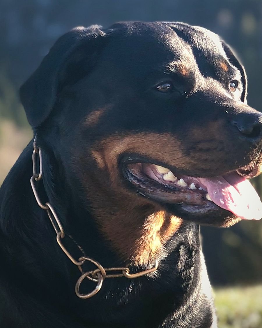 Foto der Rottweilerhündin Leya